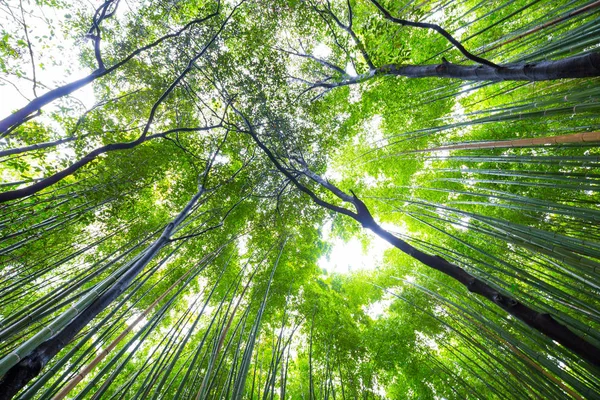 Caminho da natureza do bosque de bambu, floresta de bambu em Arashiyama — Fotografia de Stock