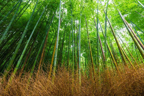 Caminho da natureza do bosque de bambu, floresta de bambu em Arashiyama — Fotografia de Stock