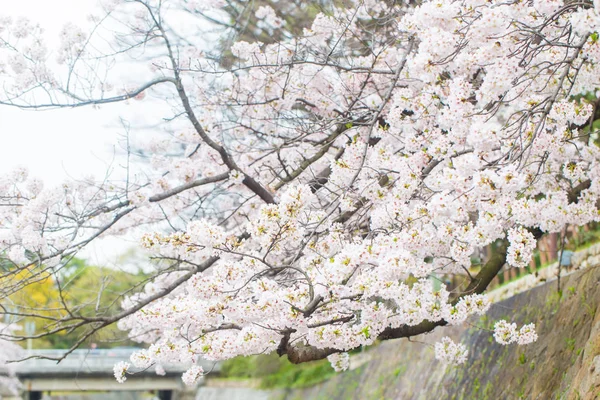 Sakura Kirschblütenbaumpark bei Sakurashukugawa jr train stat — Stockfoto