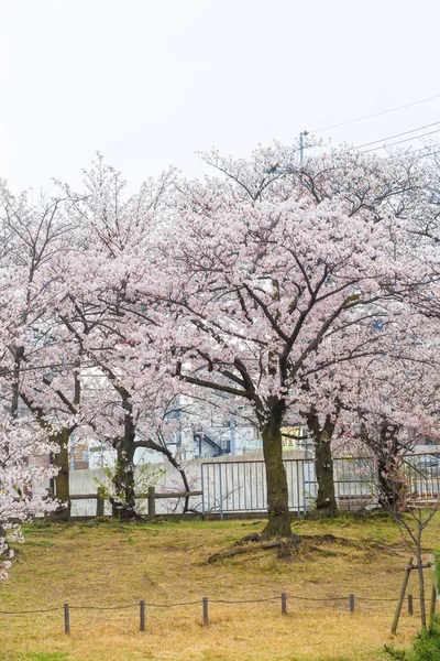 Sakura Цвітіння вишні дерево парку в Sakurashukugawa Jr поїзд стат — стокове фото