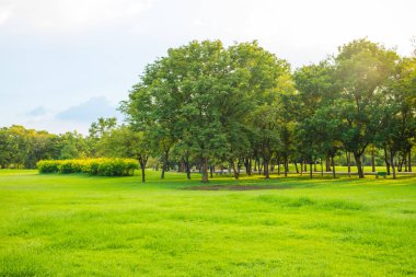 Güneş ışını parkın ağaç yeşil çimen ile ışık