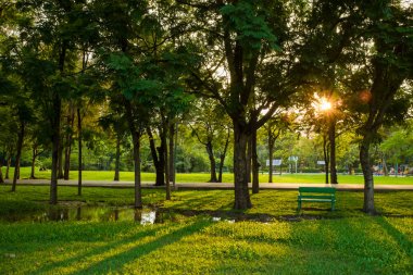 Manzara yeşil çayır ağaç doğa parkı