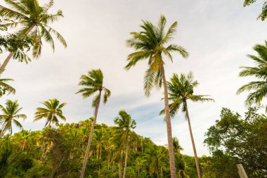 Hindistan cevizi ağacı arka plan gökyüzü bulut Adası