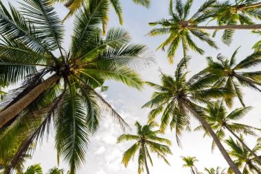 Hindistan cevizi ağacı arka plan gökyüzü bulut Adası