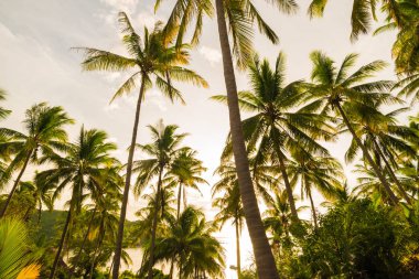 Hindistan cevizi ağacı arka plan gökyüzü bulut Adası