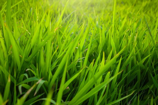 Green nature grass sun light soft focus background — Stock Photo, Image