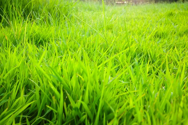 Zeleni trávy slunce světlo měkké zaostření pozadí — Stock fotografie