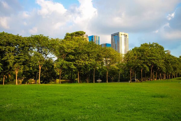 Landscape green meadow tree at nature public park blue sky scene