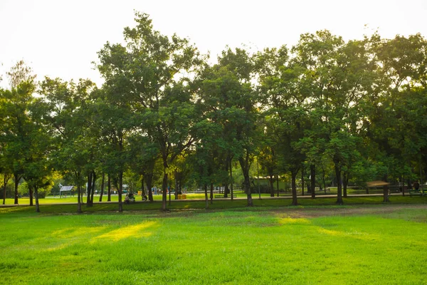 Paysage prairie verte arbre au parc public de la nature — Photo
