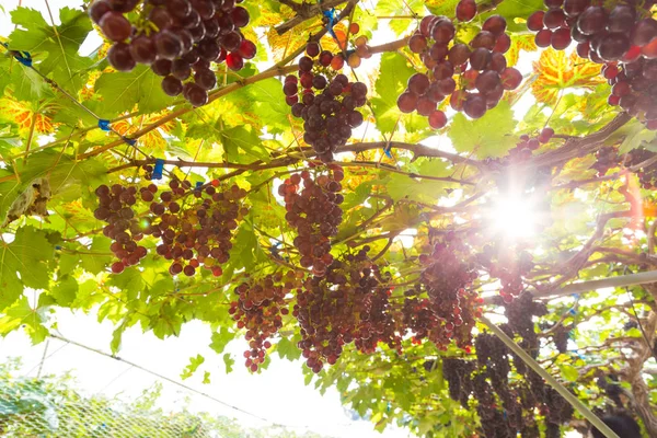 Branches of red wine grapes growing in farm — Stock Photo, Image