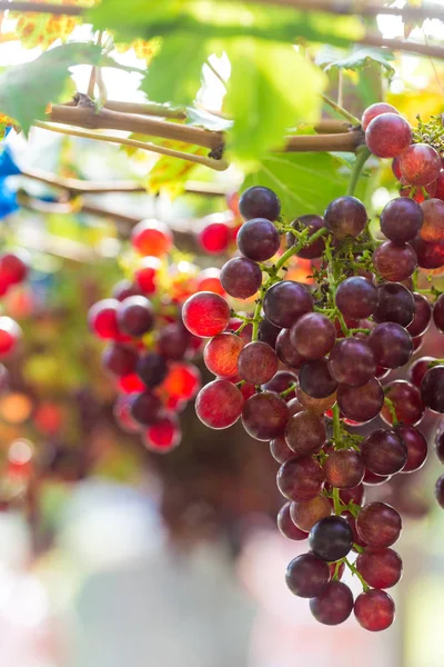 Grupta büyüyen kırmızı Şaraplık dallarında — Stok fotoğraf
