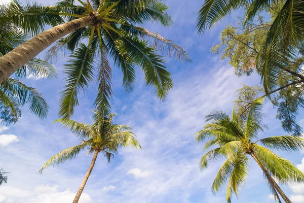 ビーチにココヤシの木緑の木葉の青い空 — ストック写真