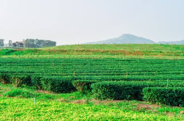 Organik yeşil çay plantasyon alan