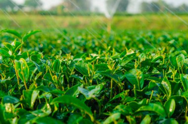 Tarım çay plantasyon çiftlik