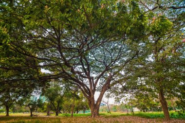 Yeşil park gökyüzü günbatımı doğal arka plan