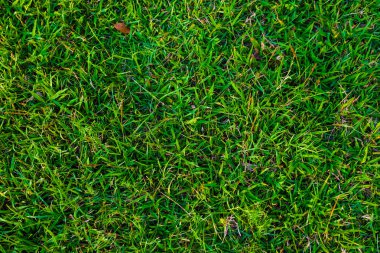 Yeşil taze doğal çim arka plan
