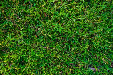 Yeşil taze doğal çim arka plan