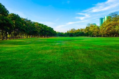 Ağaç ile kamu park alanında yeşil çimen 