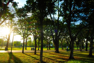 Ağaç ile kamu park alanında yeşil çimen 