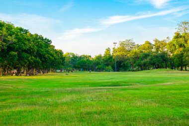 Ağaç ile kamu park alanında yeşil çimen 