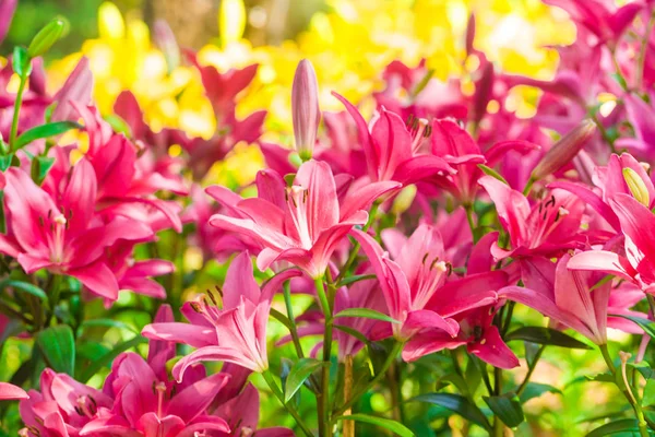 Лили цветет сад с мягким теплым светом — стоковое фото
