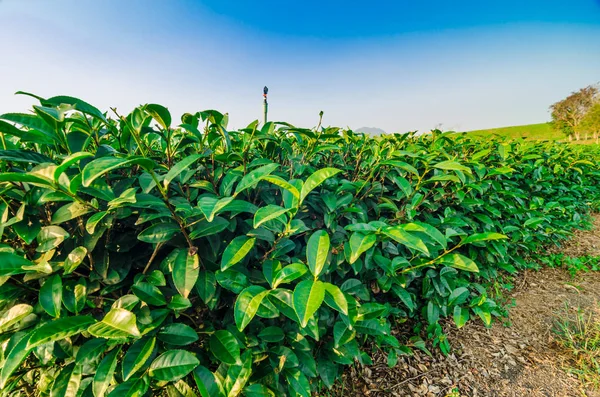 Rolnych Herbata plantation farm — Zdjęcie stockowe