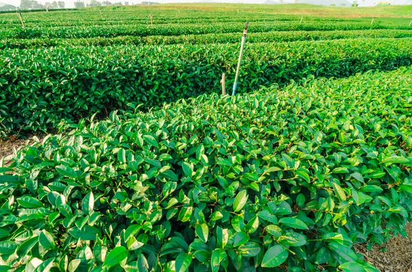 Ekologicznej Zielona Herbata plantation pola — Zdjęcie stockowe