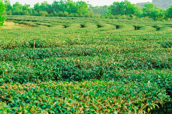 有机绿茶种植场 — 图库照片