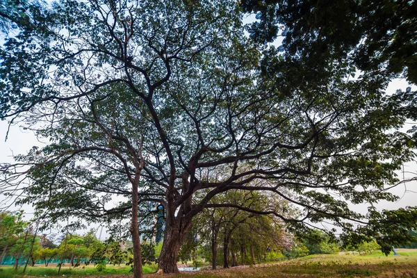 Дерево в зеленом лугу закат парка — стоковое фото