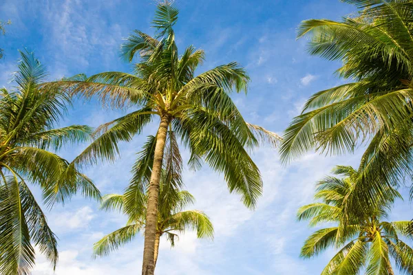 ココナッツヤシの木の葉青い空 — ストック写真
