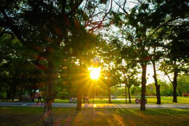 Genel Şehir Parkı ağacında günbatımı ışığı
