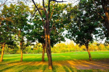 Genel Şehir Parkı ağacında günbatımı ışığı