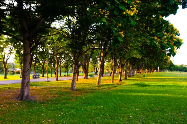 夕阳灯在公共城市公园 美丽的夏日公园的树上 — 图库照片