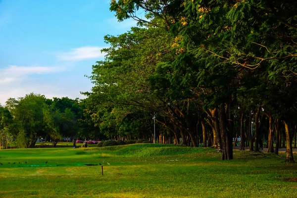 Pôr Sol Árvore Parque Público Cidade Parque Bonito Verão — Fotografia de Stock
