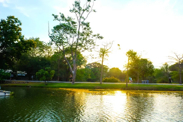 夕阳灯在公共城市公园 美丽的夏日公园的树上 — 图库照片