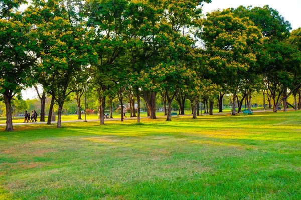 Sunset Light Tree Public City Park Beautiful Summer Park — Stock Photo, Image