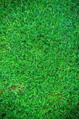 Yeşil çim textur arka plan