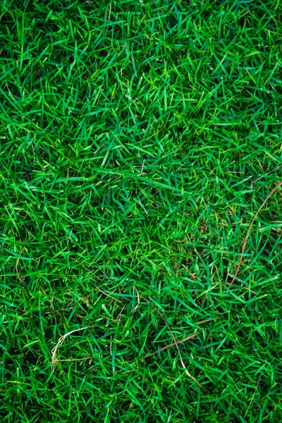 Background of green grass textur — Stock Photo, Image