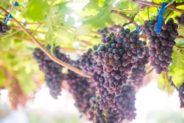 Şarap üzüm bağ dal, Tarım Tohum Sanayi