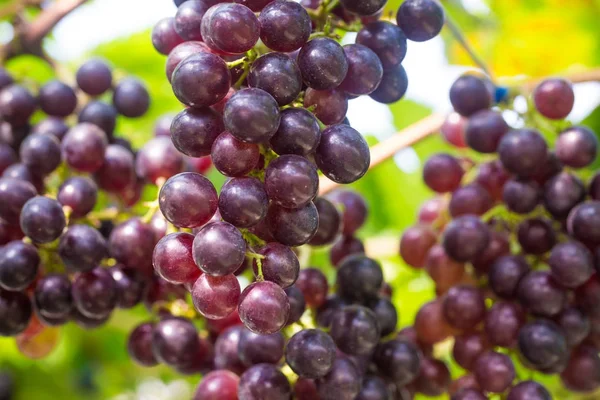 Raisin Cuve Sur Branche Viticole Industrie Agricole — Photo