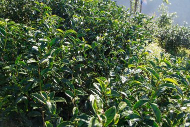 Çay plantasyon çiftlik Dağı'nda