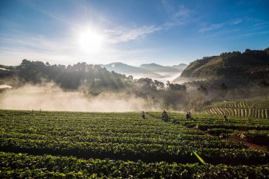Çilek dağ sunrise sis ile sahada