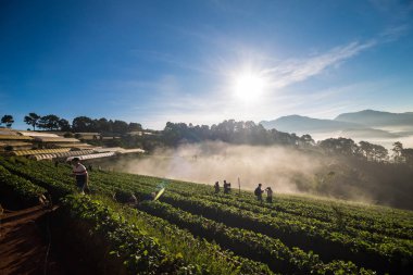 Çilek dağ sunrise sis ile sahada