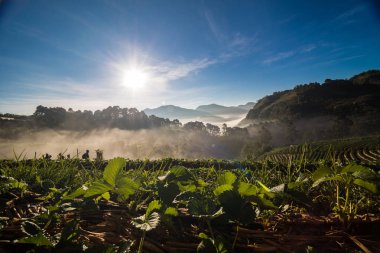 Çilek dağ sunrise sis ile sahada