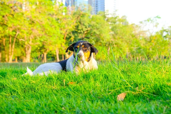Dog lying in green grass sun light shade at city park