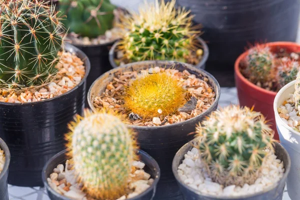 Varios de cactus en maceta pequeña —  Fotos de Stock