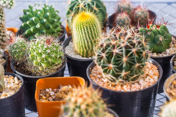 Various of cactus in small pot — Stock Photo, Image