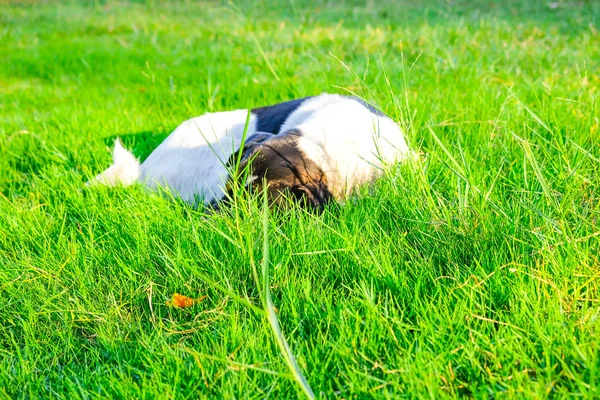 Собака лежит в зеленой траве — стоковое фото