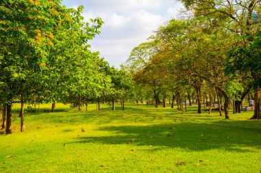 Şehir Parkı yeşil çayır ve ağaç