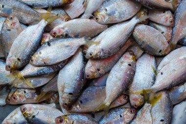 Yerel Pazar taze deniz balık
